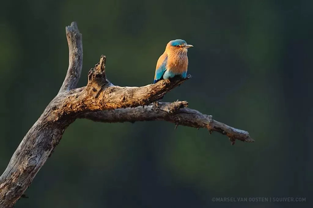佳作欣赏世界顶级野生摄影大师marselvanoosten作品