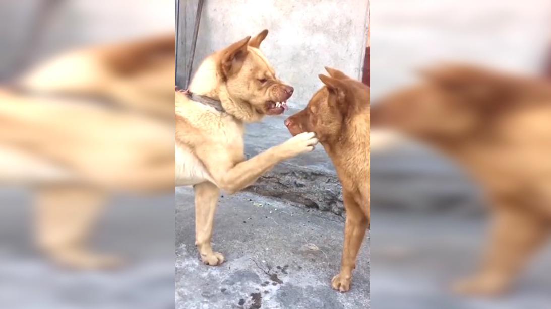 女主人大声批评咬人的小狗,它委屈的样子笑死我了