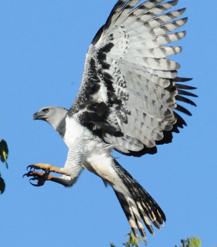 以猴子为食的哈佩雕!是"神雕"厉害,还是"金刚"无敌呢?