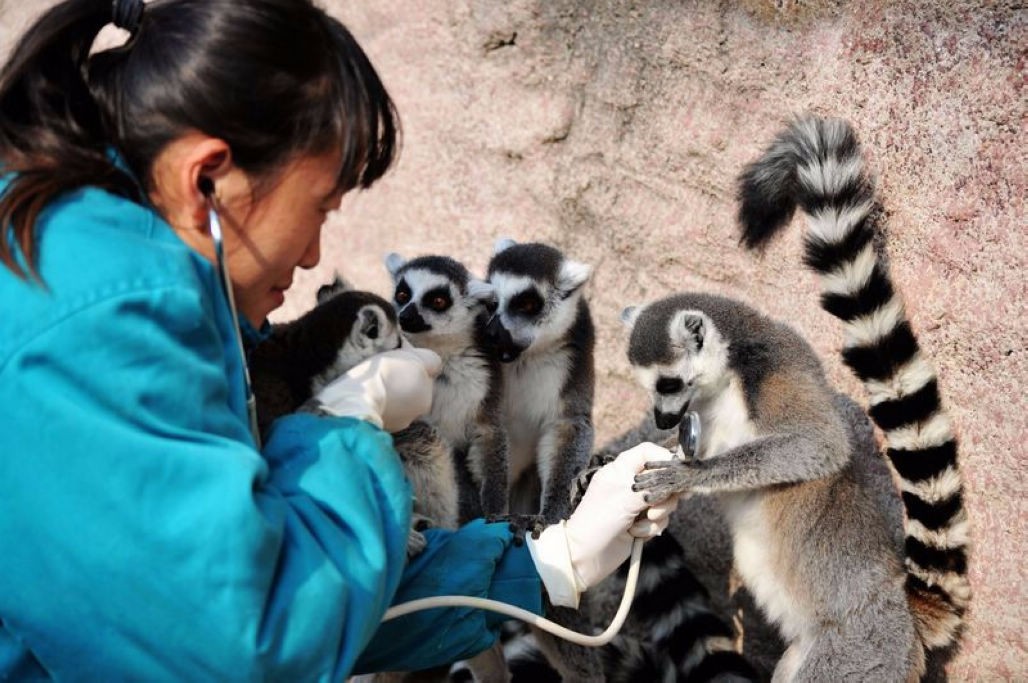 青岛环尾狐猴萌宠可爱喜欢跳到游客身上小爪子柔弱无骨惹人疼