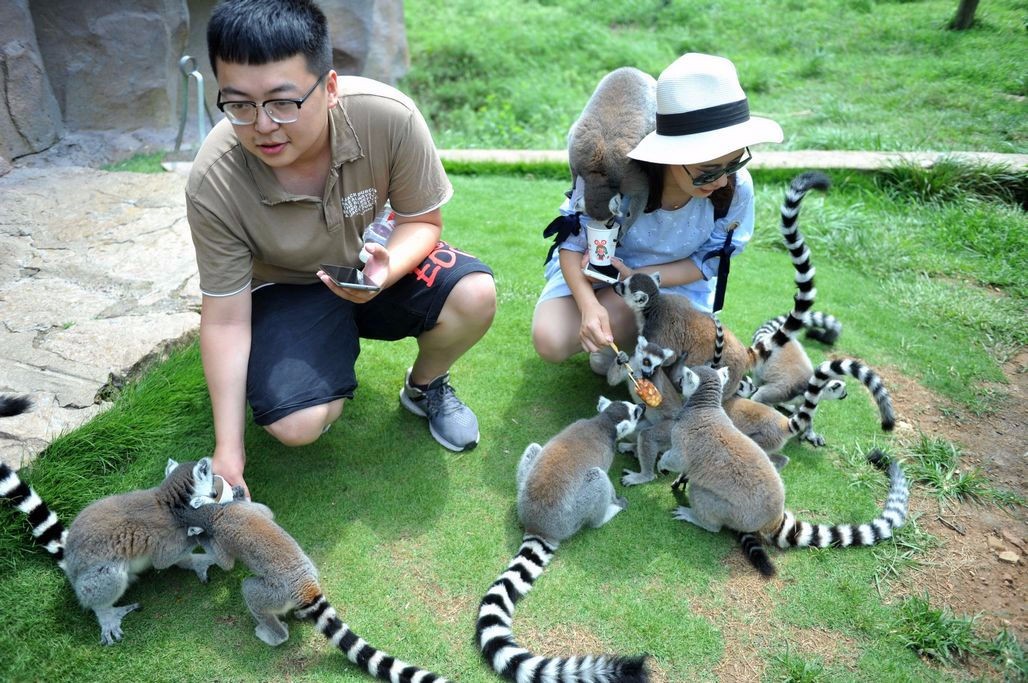 青岛环尾狐猴萌宠可爱 喜欢跳到游客身上 小爪子柔弱无骨惹人疼