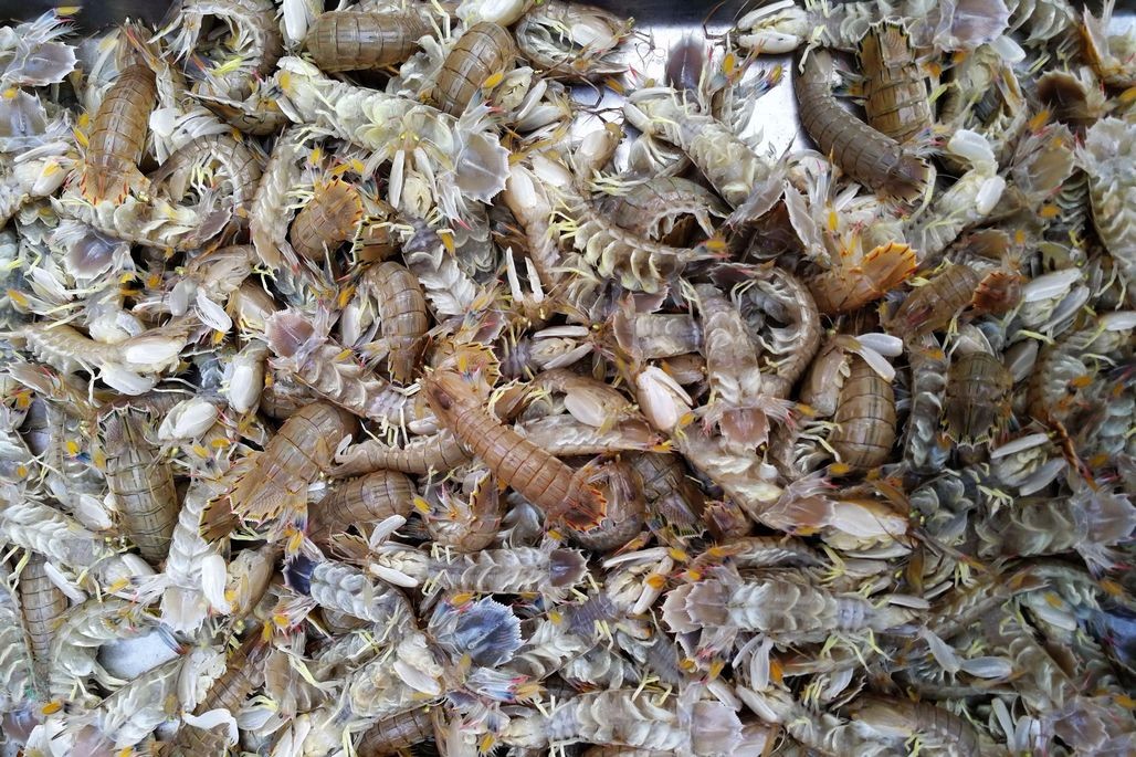 与双十一无关的可能就是菜市场这些小海鲜了 平平淡淡离不开