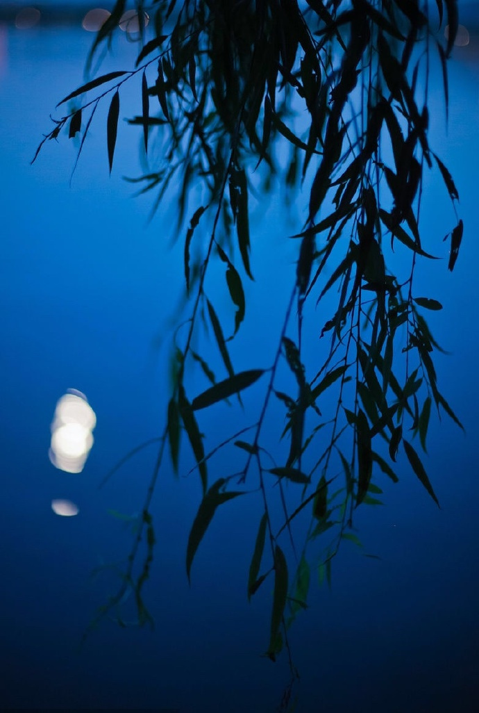 柳梢挂明月,夜风吹酒醒|柳梢|夜风|明月_新浪新闻