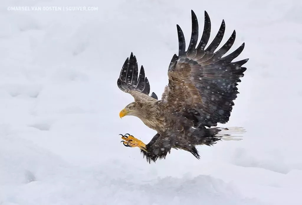 佳作欣赏｜世界顶级野生摄影大师Marsel van Oosten作品|野生动物|马塞尔|摄影_新浪新闻