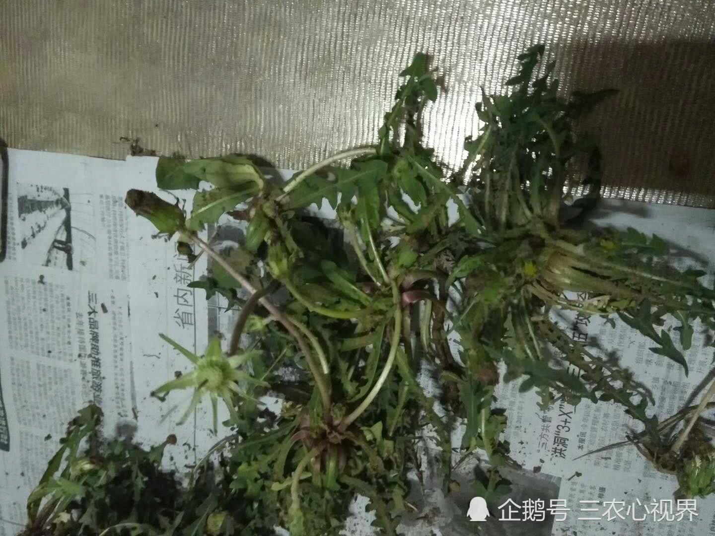 农村被称为"药王"的1种中草药,没喝过的,别说自己是农村人!