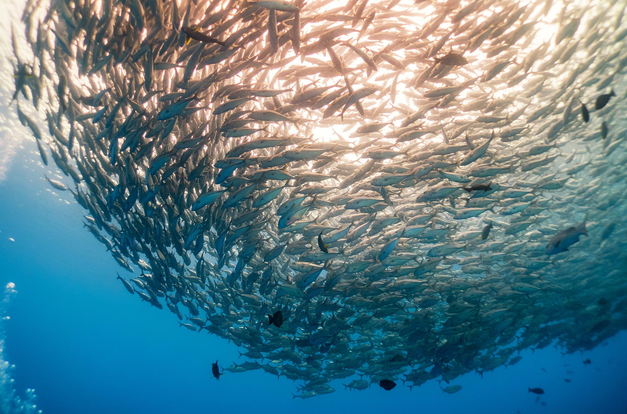 诗巴丹,由"鱼风暴"与色彩装点的梦幻水下世界