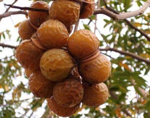 农村特有的"肥皂树",搓一搓果实就有泡沫,是天然的"洗洁精"