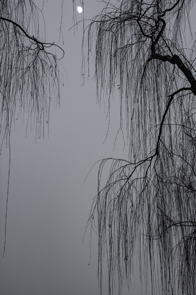 柳梢挂明月,夜风吹酒醒|柳梢|夜风|明月_新浪新闻