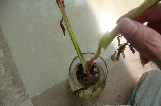 多肉铜钱草开花后赶紧剪,否则立马死翘翘了!