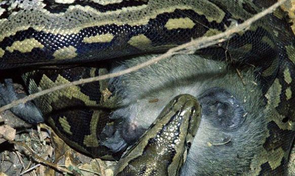 动物世界:10大蟒蛇吞食瞬间