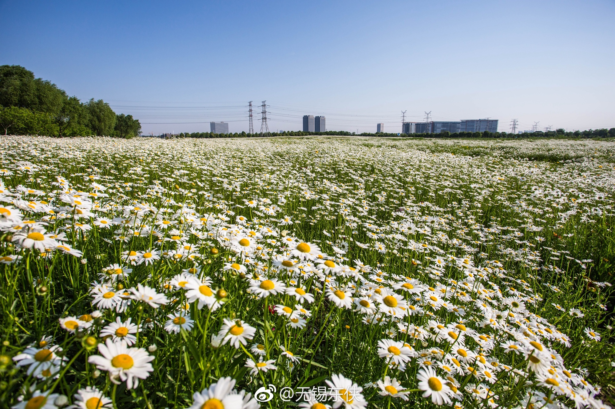 蓝天白云下无锡高新区的花海致五四青年节快乐