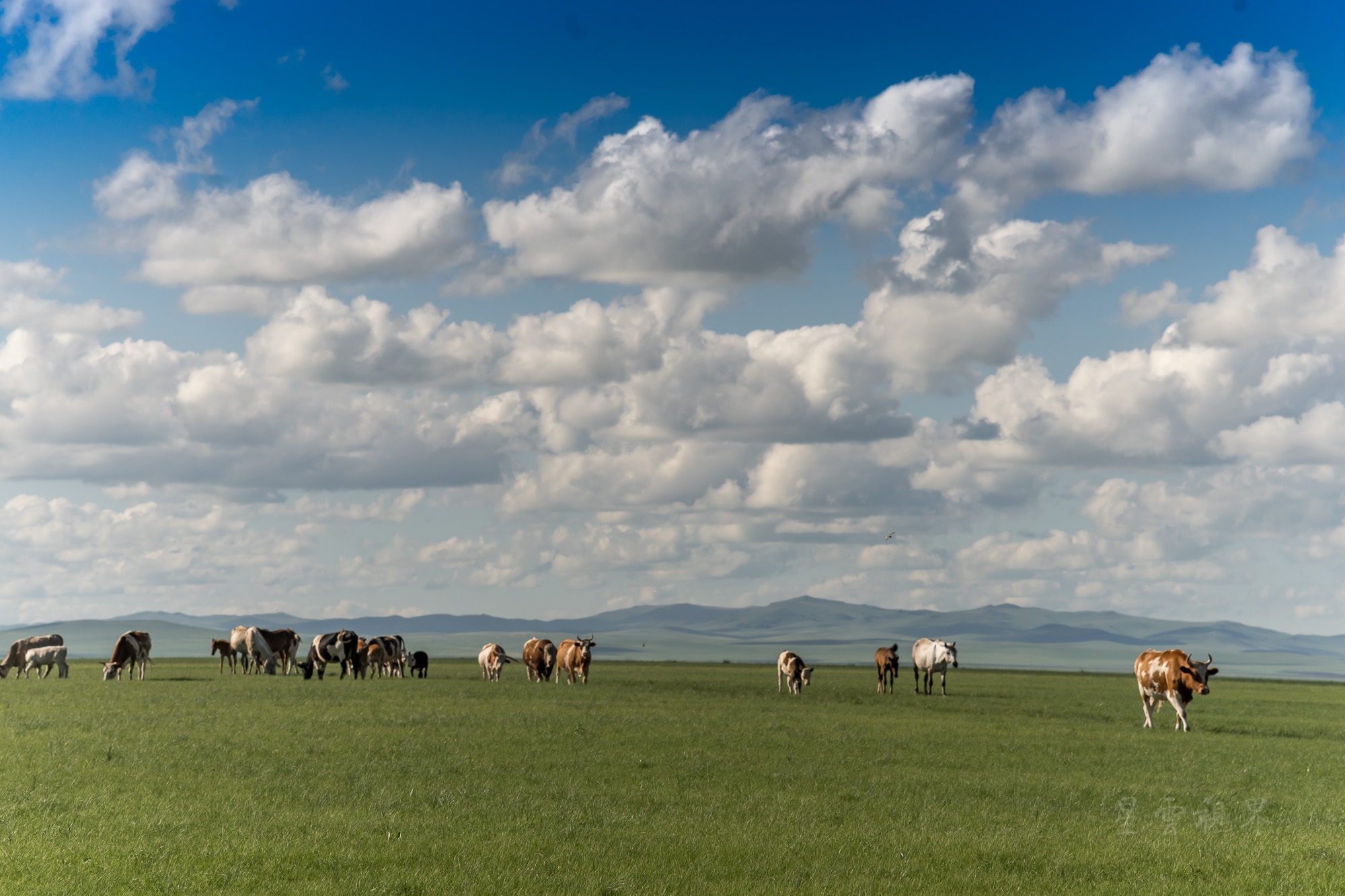据悉,这片草原的取景地就是呼伦贝尔的巴尔虎草原.