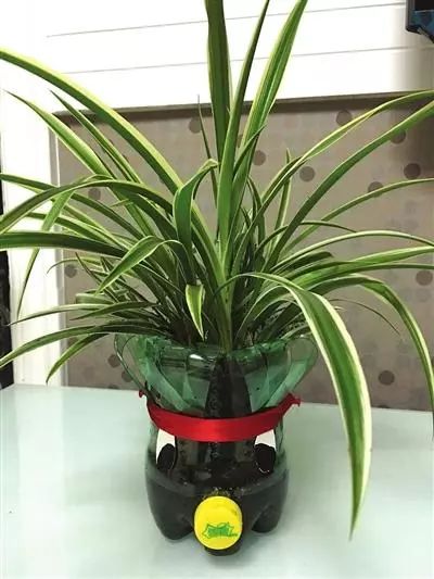 简单一个小心机,竟能节约不少钱|雪碧瓶|饮料瓶|花盆_新浪新闻