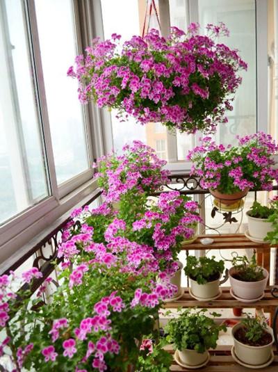 南向阳台最适的合盆栽的5种花卉,阳台变花园不是梦!