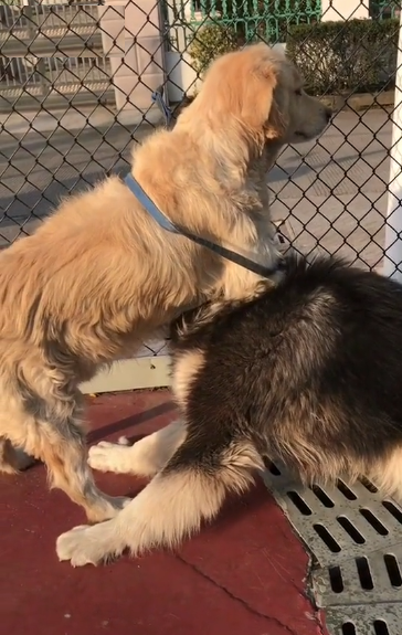 狗子的打架碰到会锁喉金毛,真是让狗子无奈了!