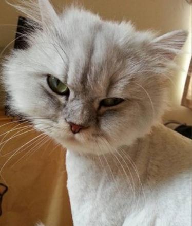 猫咪被强行剃毛后,对着镜子十分钟不动,表情委屈郁闷到不行!