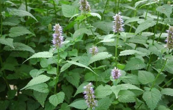 又叫苍告,山茴香,合香等,霍香是一种喜欢高温的唇形科多年生草本植物