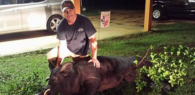 千斤重的大野猪在院子里徘徊, 不晓得男子3枪就把它撂倒