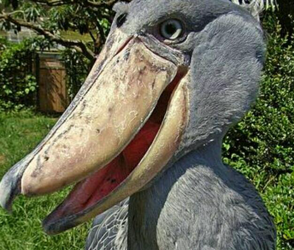 大鸟长相怪异爆红网络,大嘴吓坏小朋友,性格却十分呆萌!