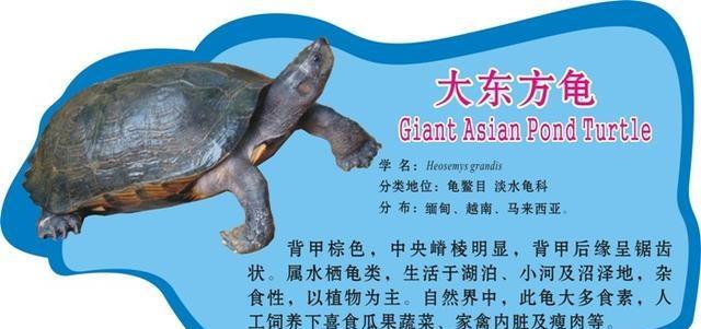 梅花鹿,鸵鸟等9种国家重点保护野生动物 可以人工繁育出售了