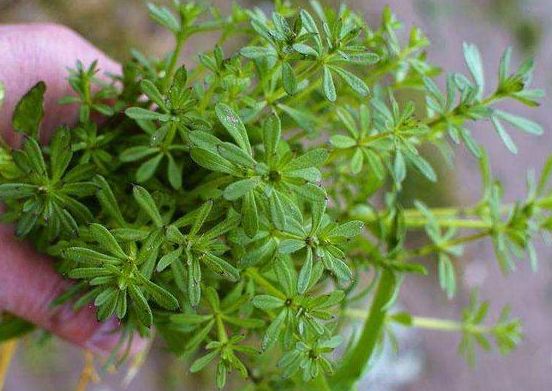 农村这种常见的野草,是农民口中的神仙草,没想到还有这用处!