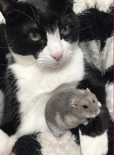 猫咪与仓鼠的关系很好经常把它搂在自己怀里太温馨了