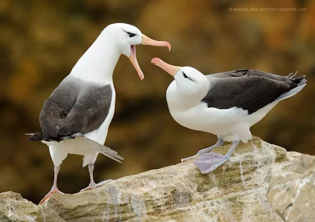 佳作欣赏|世界顶级野生摄影大师marsel van oosten作品|野生动物