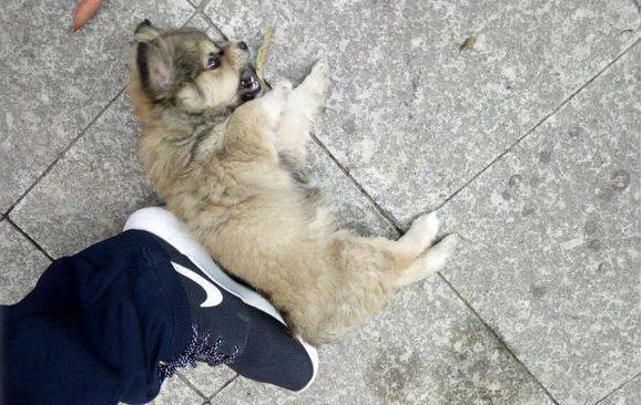 流浪小土狗被路人一脚踢飞,他居然还说"看不惯低贱的狗"!