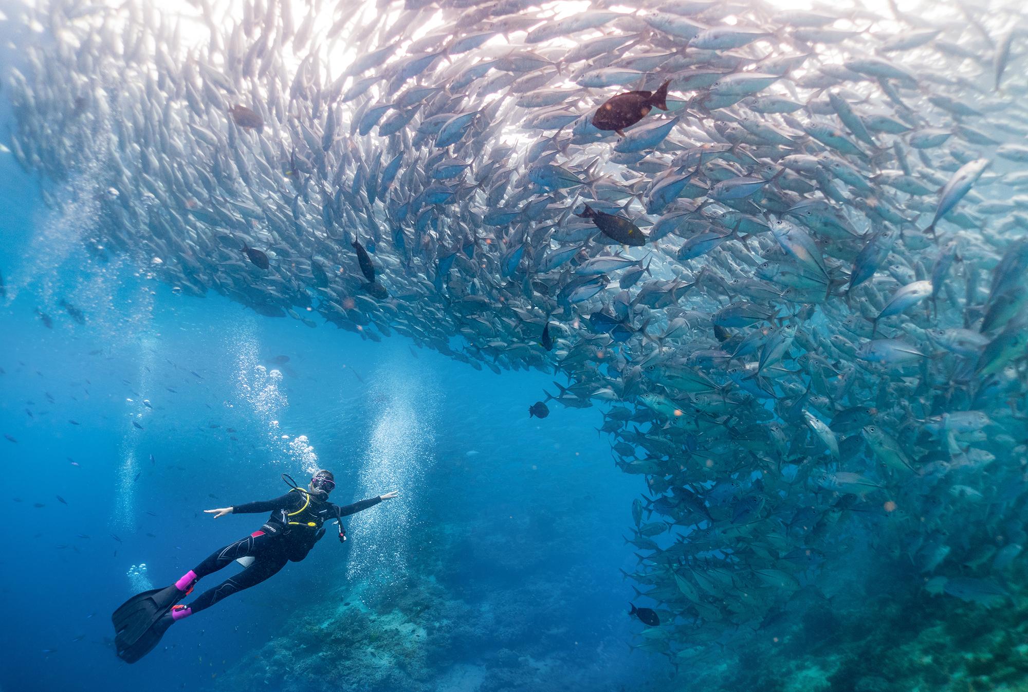 诗巴丹,由"鱼风暴"与色彩装点的梦幻水下世界