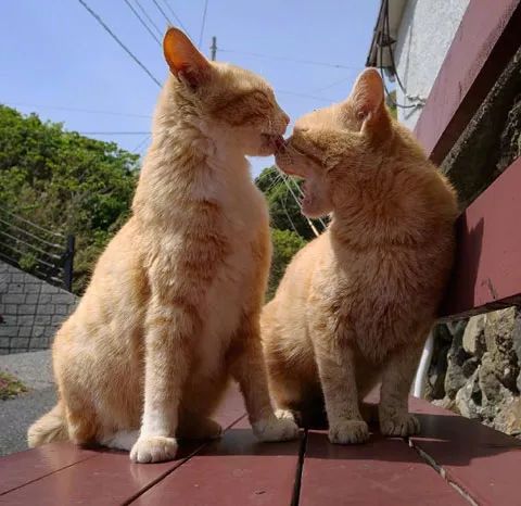 推主拍下街头两猫的各种蹭蹭瞬间,单身狗看了会被暴击,慎点.