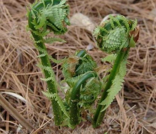农村的这种野菜好像小孩子的拳头不仅好吃还有安神的作用