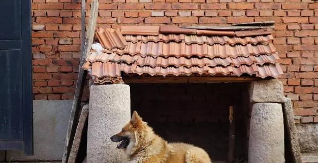 心情非常沉重,中华田园犬的狗窝竟然是一台电视机