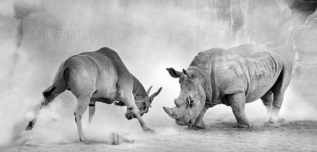 动物界的不对等生死搏斗,实力悬殊但是它们依然不退