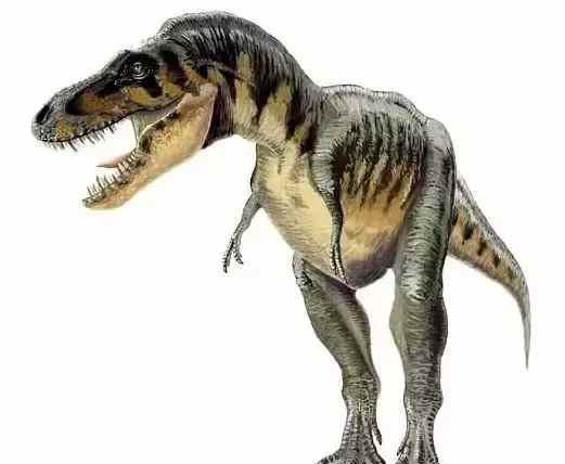 恐龙有几个脚指头我咋数不清呢