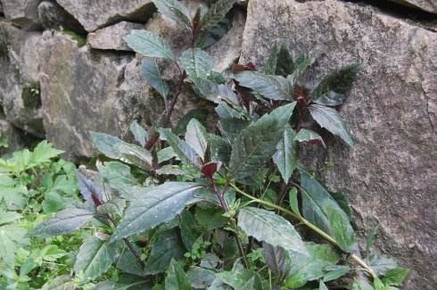 紫背草又叫做紫背鹿含草,紫背天葵等,虽然名字有差异,但它们所形容的