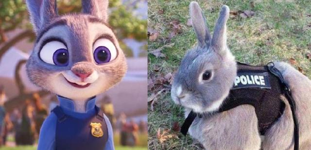 疯狂动物城角色穿越到现实生活后，朱迪萌化人心，牛局长超搞笑|本杰明|局长|牛_新浪新闻