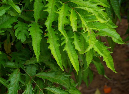 不过,裂叶福禄桐对光的要求颇高,所以只能在户外环境生长.