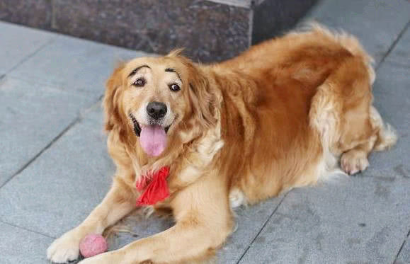 金毛被逗比主人画上眉毛,狗子表情笑喷路人,网友:表情包现身!