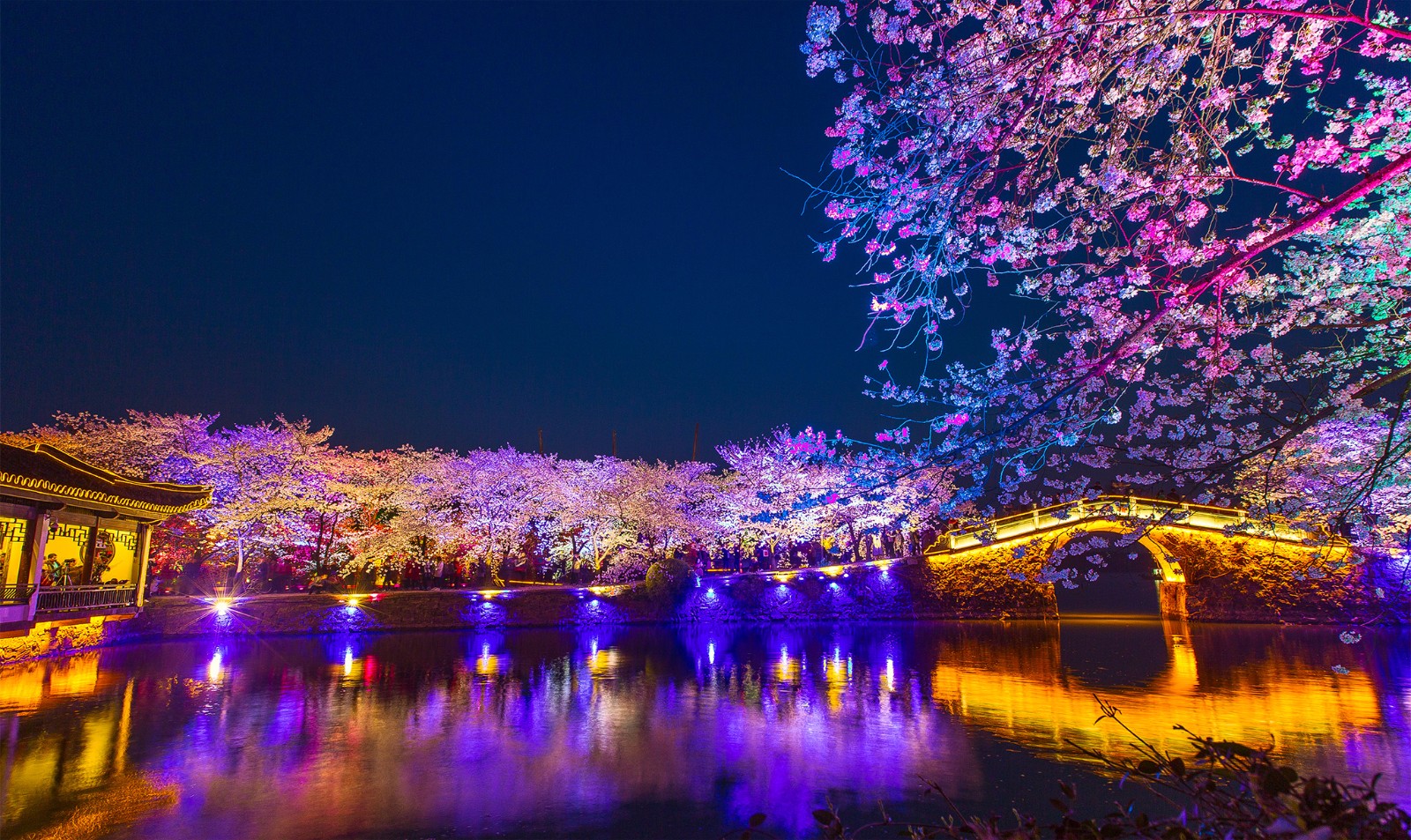 无锡太湖鼋头渚国际樱花节,夜樱成为热点