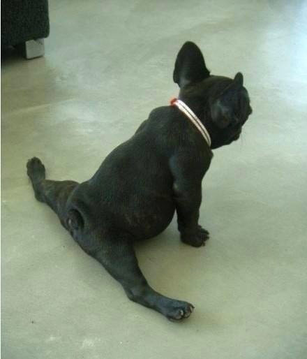 是这一个动作这一个表情,看朋友的眼神都带着杀气打架把狗腿给打断了