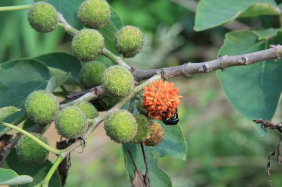 如今吃过已很少有人吃过了|果实|功效|中毒_新浪新闻