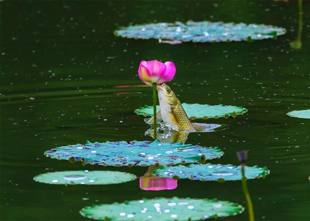 鱼吃荷花的精彩瞬间摄影师程幸福抓拍作品欣赏