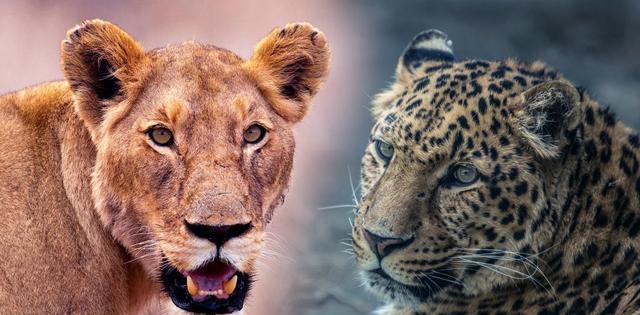 狮虎豹的差距有多大?两只花豹能赢雄狮,4只豹子才能打赢老虎?