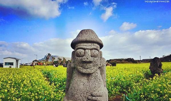 济州岛广峙其海边的油菜花田和石头爷爷.