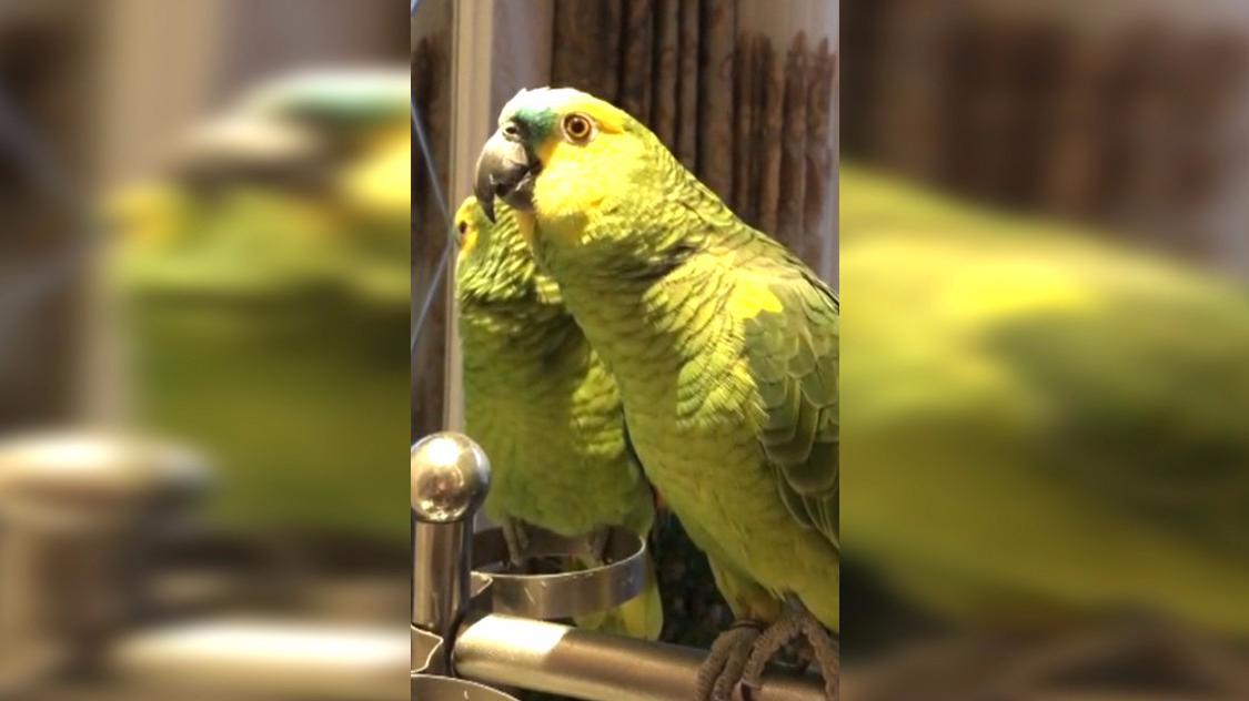 跟着音乐吹口哨的鹦鹉大家见过吗?太牛了