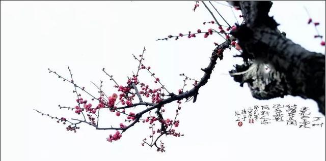 江南无所有，聊赠一枝春|咏梅|一枝春|陇头_新浪新闻