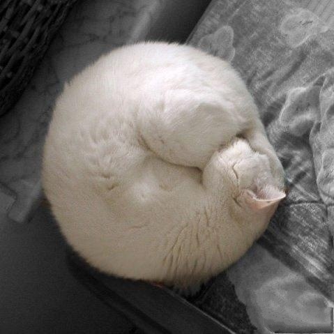 猫睡觉的时候为什么喜欢把身体缩起来?看完这些才知道原因