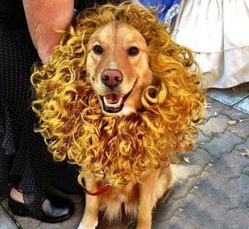 搞笑图集:那些能毁三观的发型