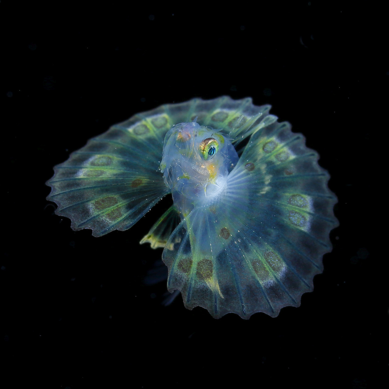 海洋生物摄影师ryo minemizu在日本南海岸暗水域捕获的发光浮游生物