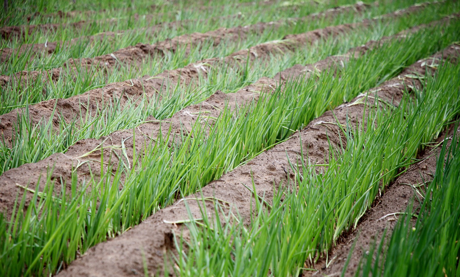 农民顶7级大风地里栽葱 原因简单又感动